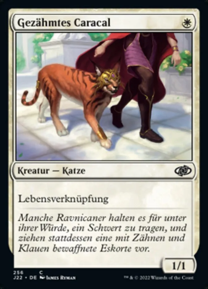Gezähmtes Caracal kaufen - Jumpstart 2022 bei TcG Love